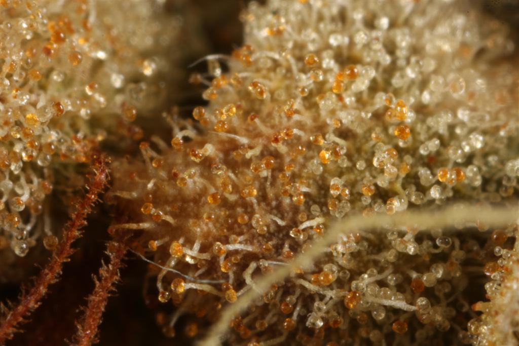 TH Seeds SAGE Feminisiert