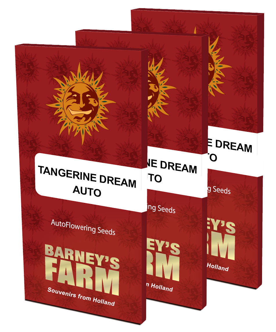Barney's Farm Tangerine Dream Auto Feminisierte Autoflower