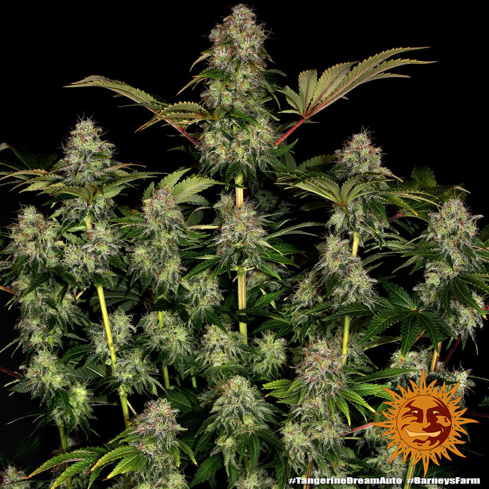 Barney's Farm Tangerine Dream Auto Feminisierte Autoflower