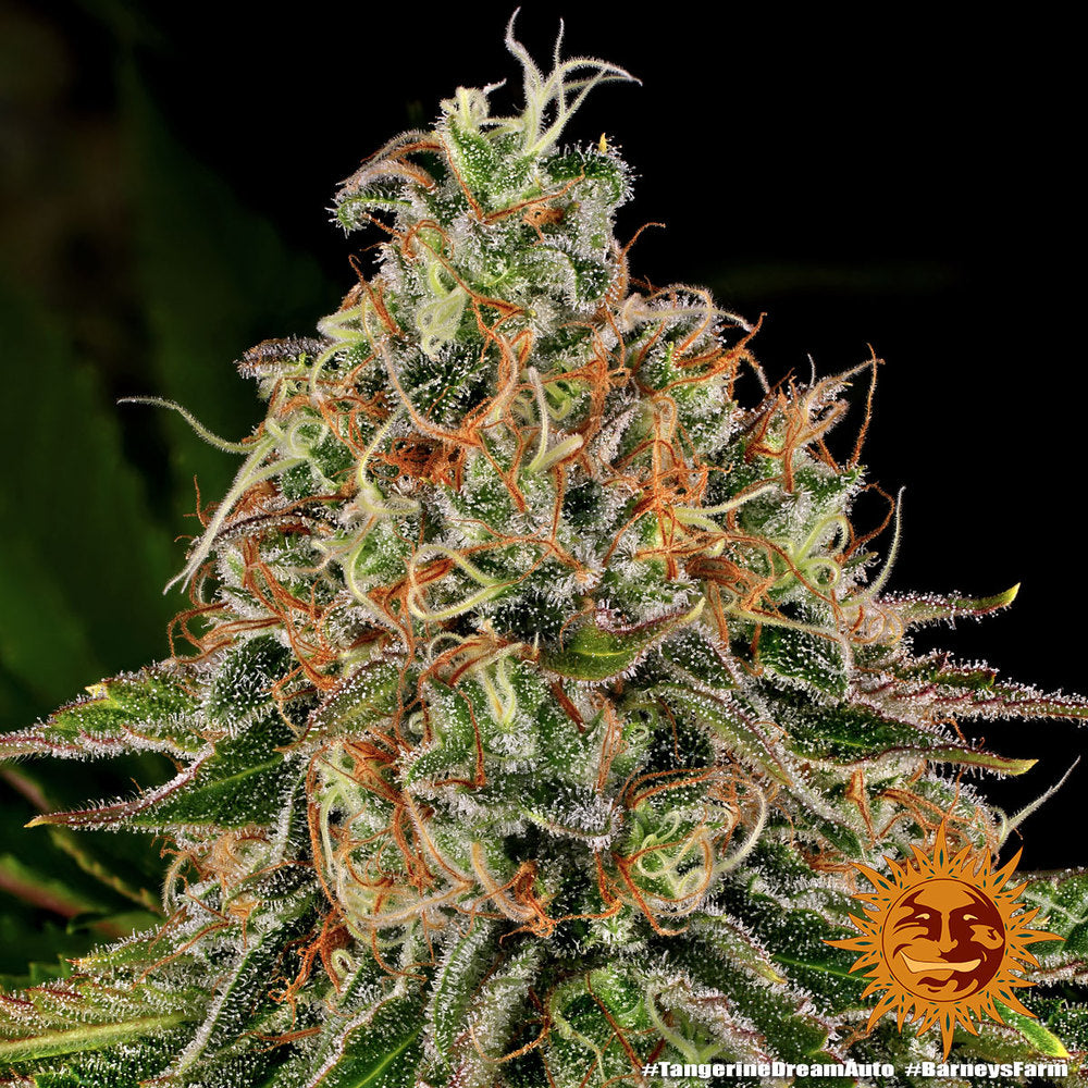 Barney's Farm Tangerine Dream Auto Feminisierte Autoflower