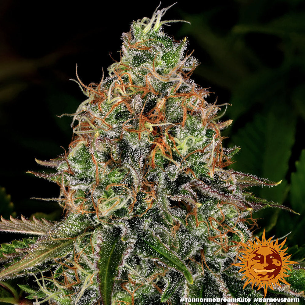 Barney's Farm Tangerine Dream Auto Feminisierte Autoflower