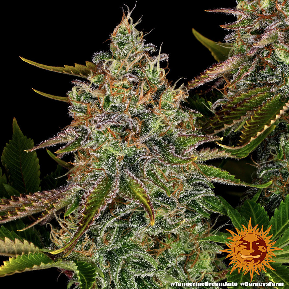Barney's Farm Tangerine Dream Auto Feminisierte Autoflower