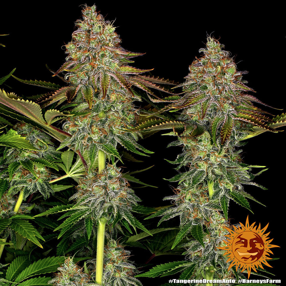 Barney's Farm Tangerine Dream Auto Feminisierte Autoflower