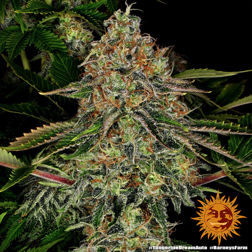 Barney's Farm Tangerine Dream Auto Feminisierte Autoflower