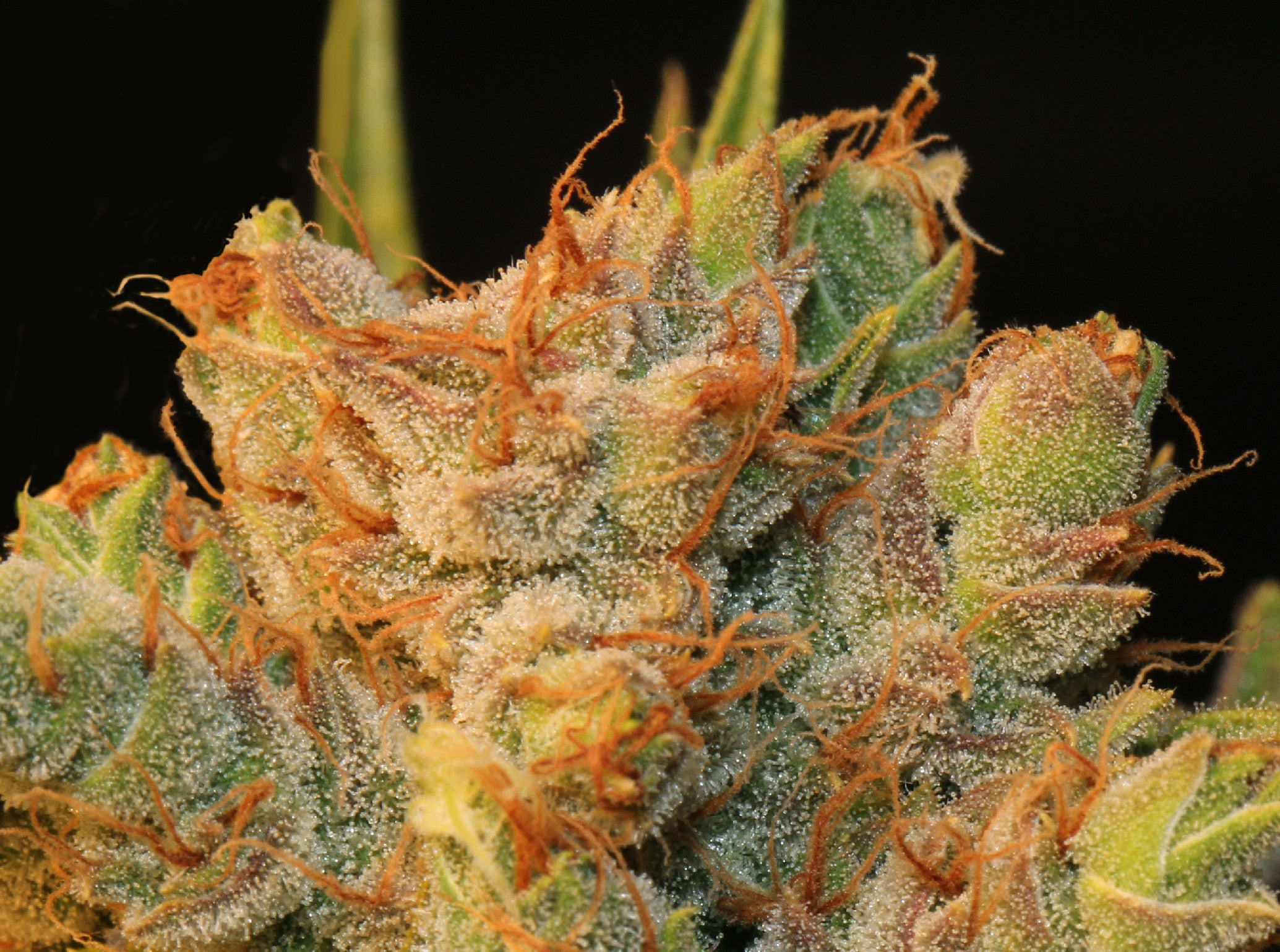 TH Seeds MK-Ultra Kush X Bubblegum Feminisiert