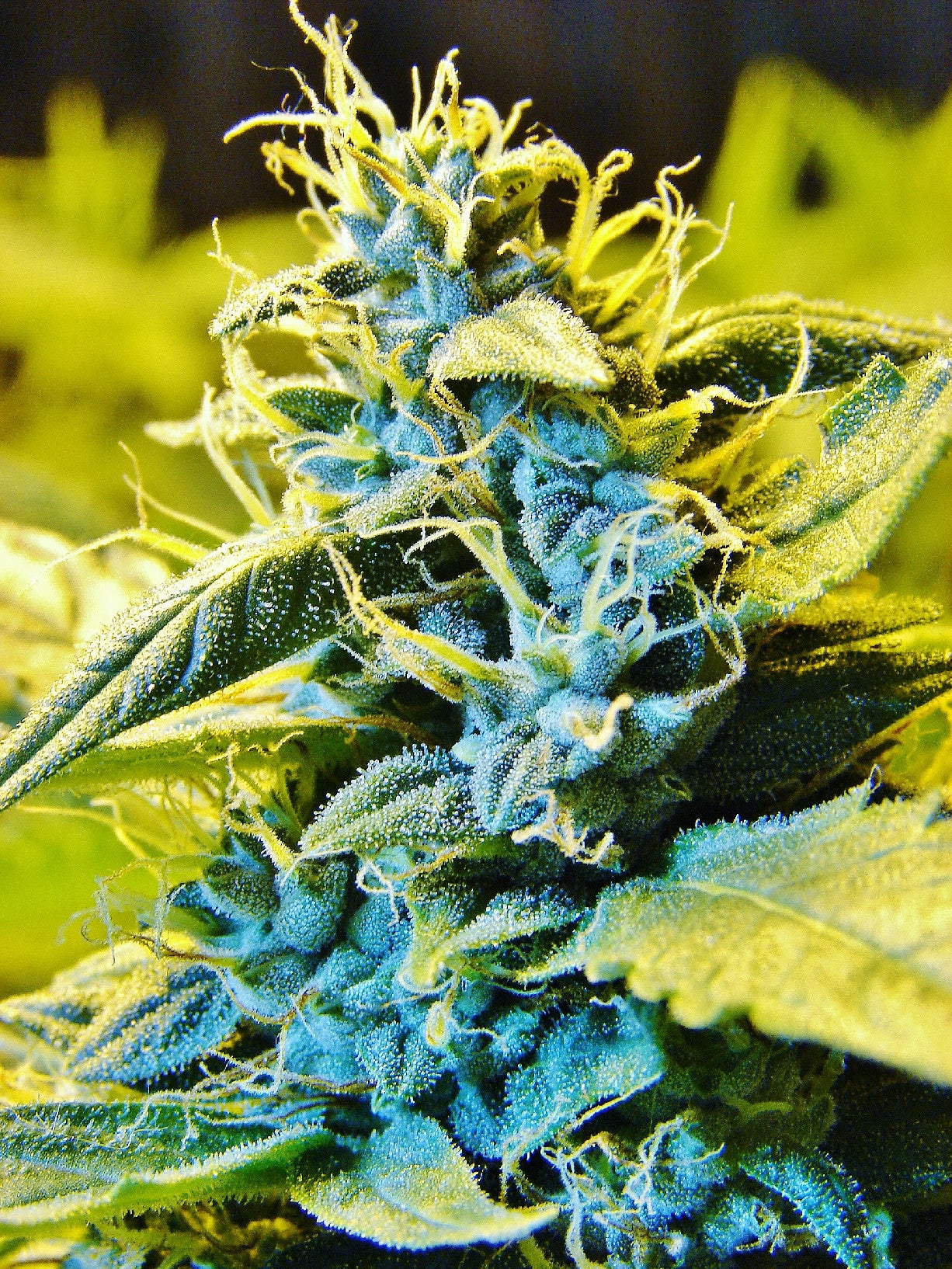 TH Seeds Auto Northern HOG Feminisierte Autoflower