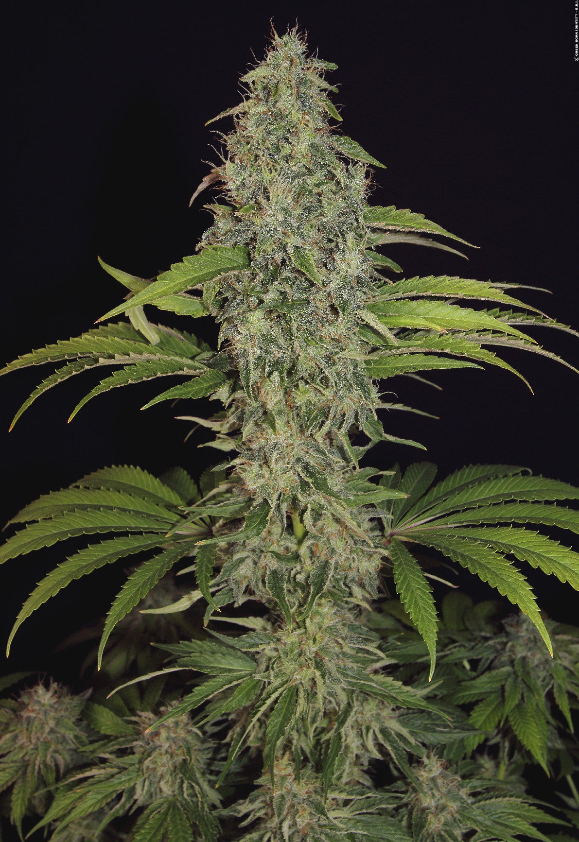 TH Seeds SAGE CBD Feminisiert