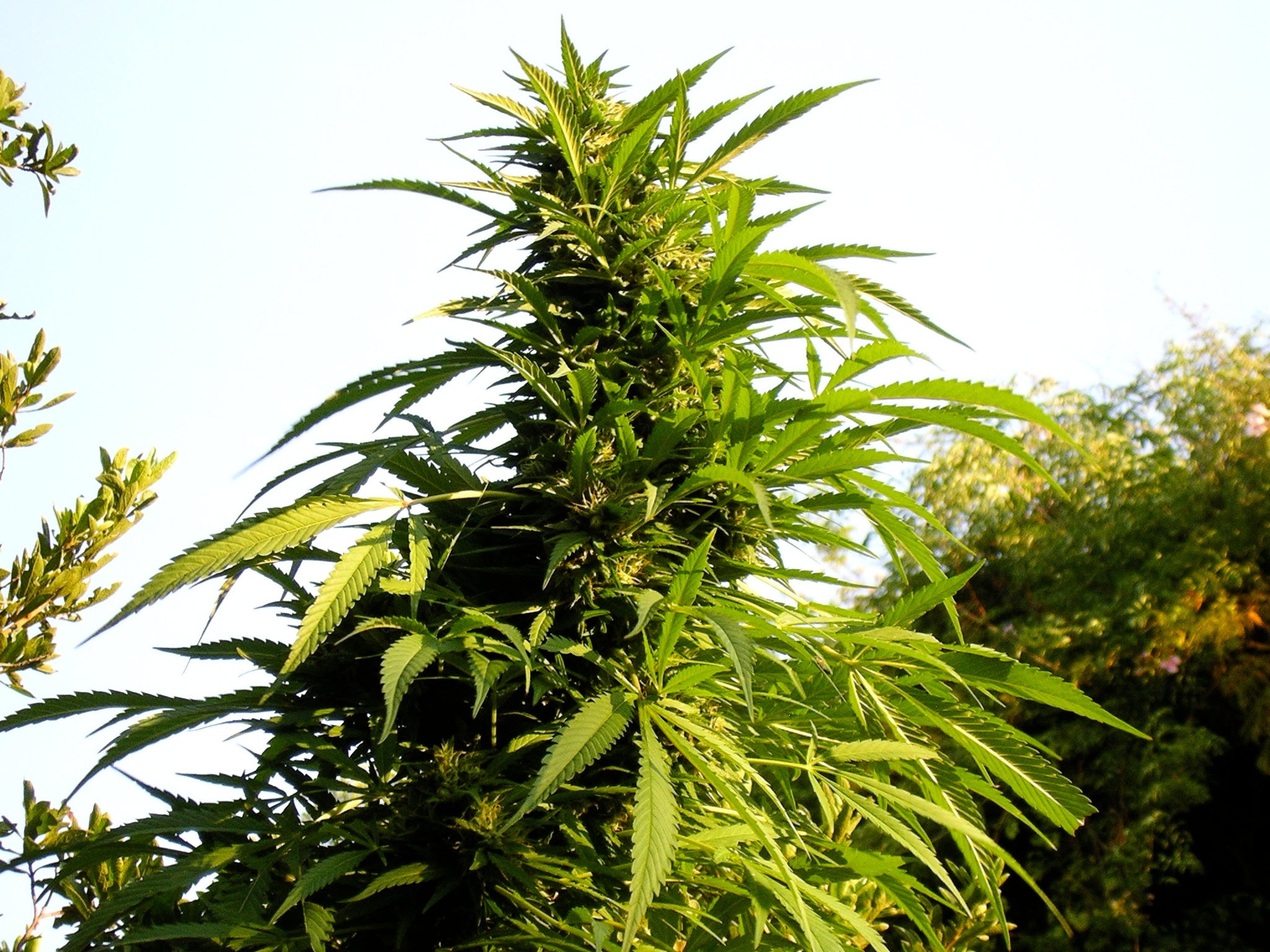 TH Seeds SAGE Feminisiert