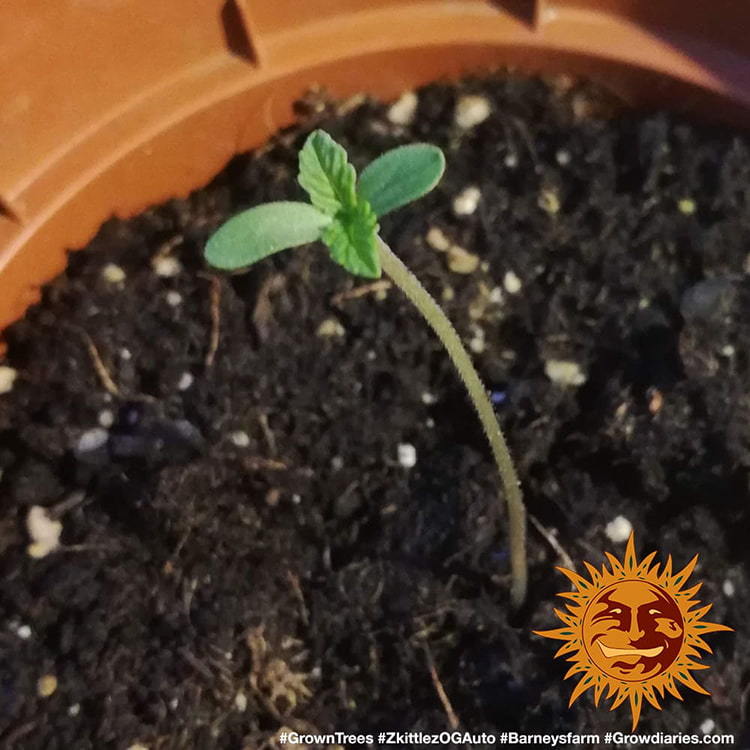 Barney's Farm Zkittlez OG Auto Feminisierte Autoflower