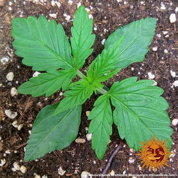 Barney's Farm Zkittlez OG Auto Feminisierte Autoflower