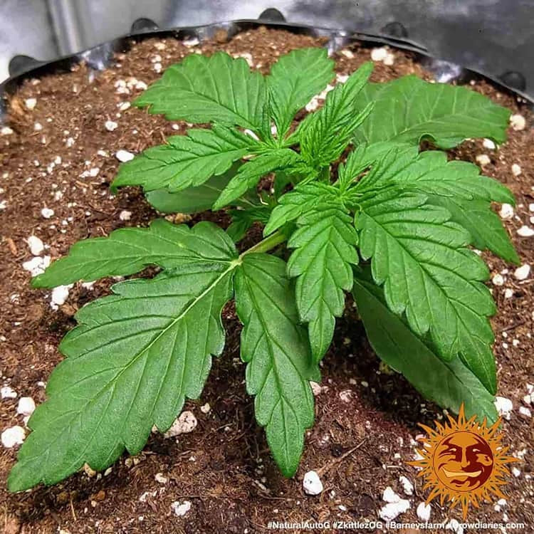 Barney's Farm Zkittlez OG Auto Feminisierte Autoflower