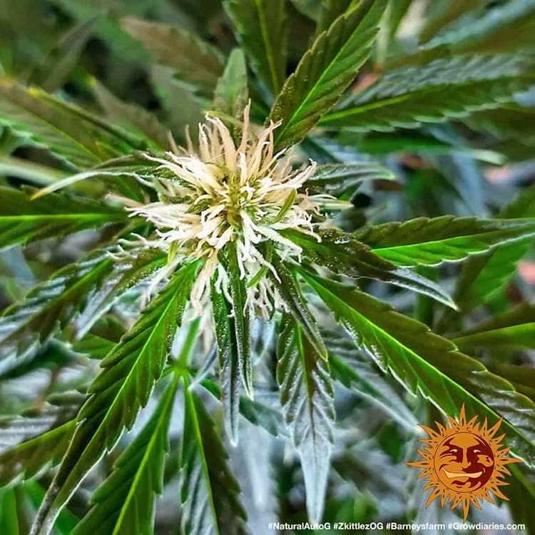 Barney's Farm Zkittlez OG Auto Feminisierte Autoflower
