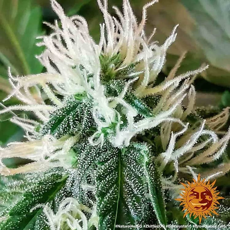 Barney's Farm Zkittlez OG Auto Feminisierte Autoflower