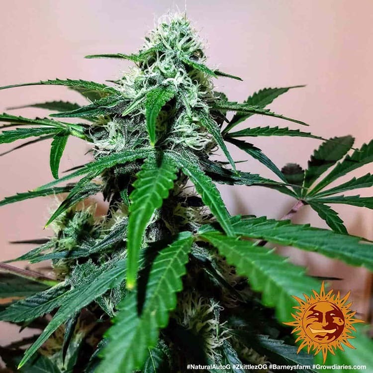 Barney's Farm Zkittlez OG Auto Feminisierte Autoflower