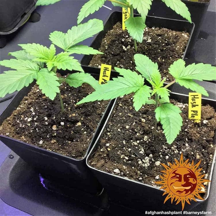 Afghan Hash Plant Regular von Barney's Farm
