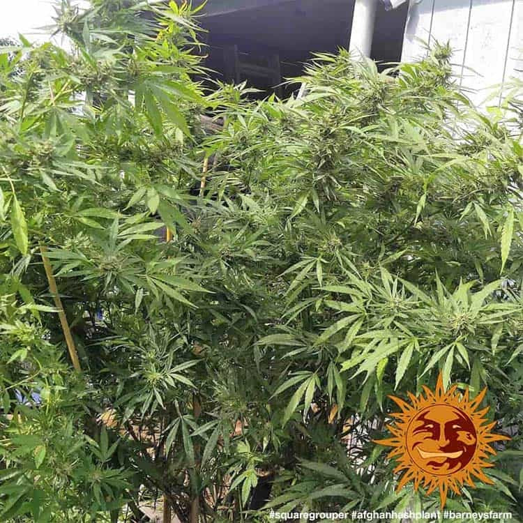 Afghan Hash Plant Regular von Barney's Farm