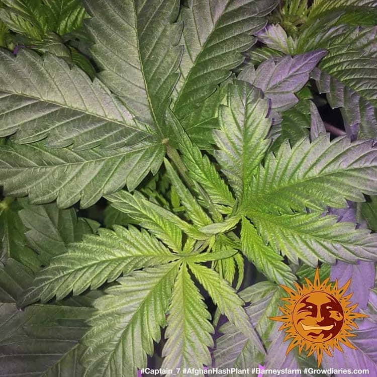 Afghan Hash Plant Regular von Barney's Farm