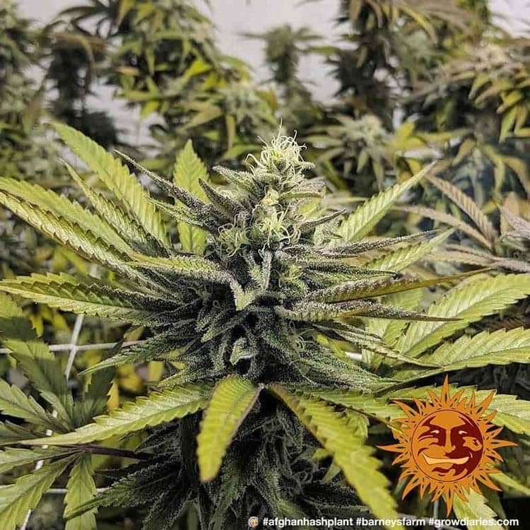 Afghan Hash Plant Regular von Barney's Farm