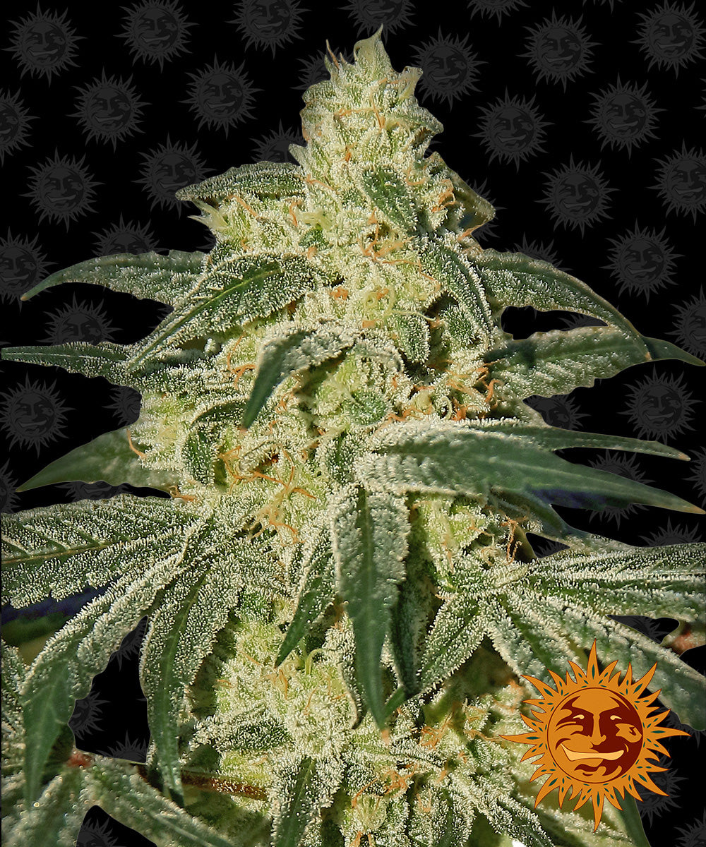 Afghan Hash Plant Regular von Barney's Farm
