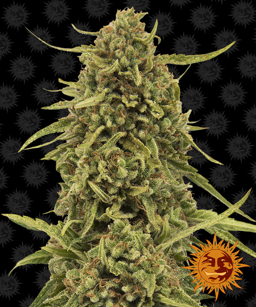 Barney's Farm Widow Remedy Regular