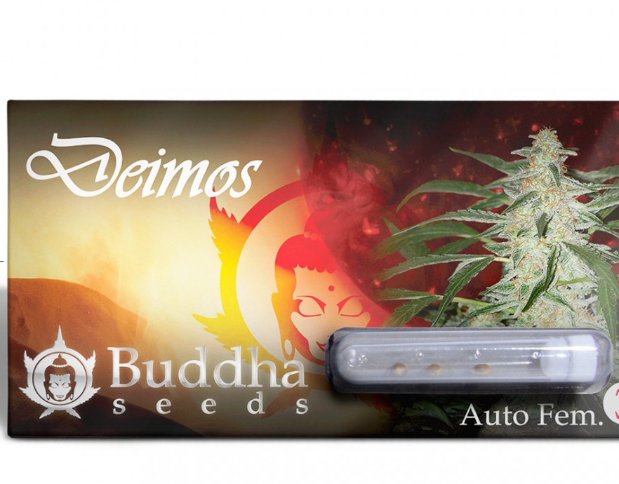 Buddha Seeds Deimos Feminisiert Autoflower