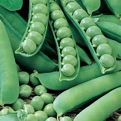 Avola frühe Knollenerbse