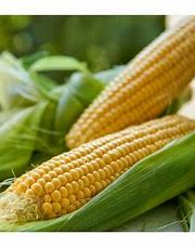 Zuckermais Tauris F1 - Zea mays L.