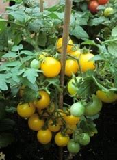 Tomatenstrauchbalkon gelb Aztek - Lycopersicon esculentum Mill.