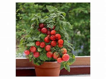 Tomatenstrauch-Balkonrot Bajaja - Lycopersicon esculentum Mill.