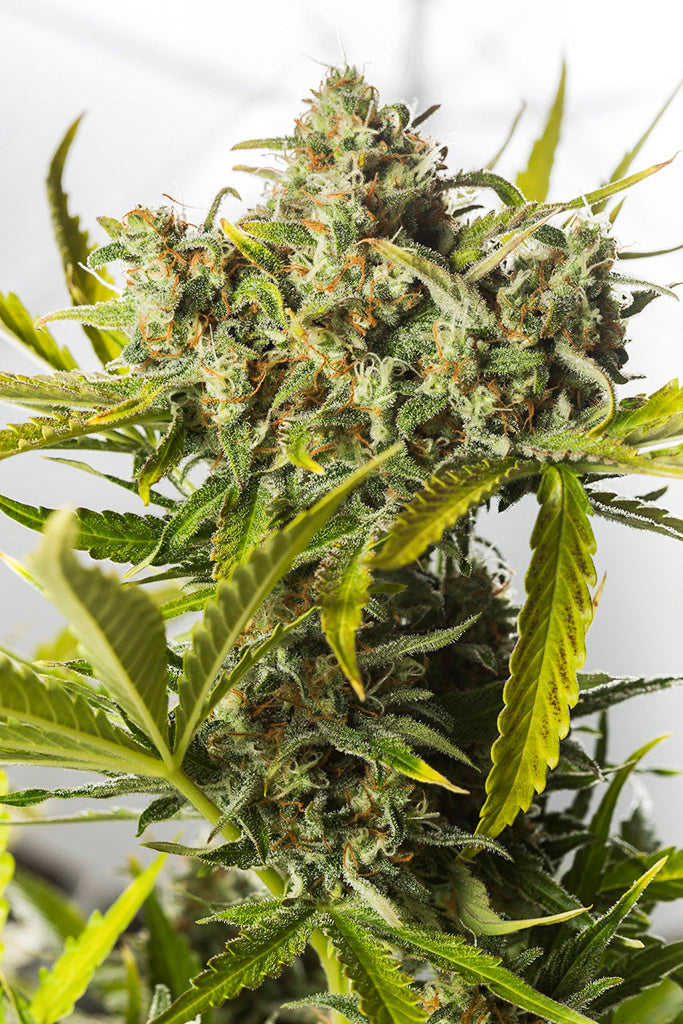 Dinafem Blue Critical Auto Feminisierte Autoflower
