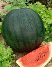 Wassermelonen-Zucker-Baby-Perma-Samen, 10 Stk