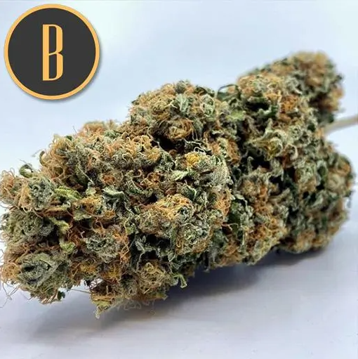 Blimburn Seeds Chemdog#4 Feminisiert