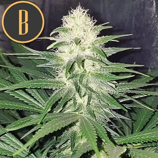 Blimburn Seeds Chemdog#4 Feminisiert