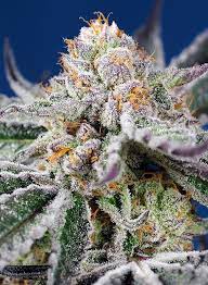 Sweet Seeds Auto Orange Apricot Glue XL Autoflower