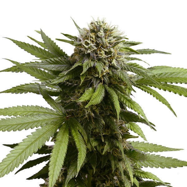 Royal Queen Seeds Apple Fritter Auto, feminisierte Autoflower