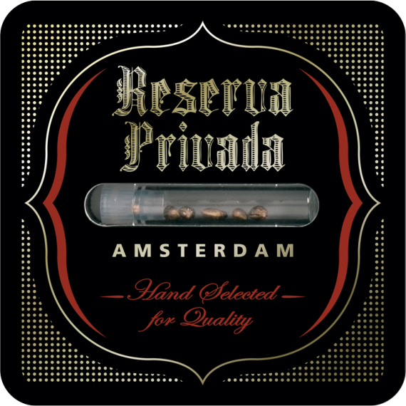 DNA Genetics Kandy Kush Feminisiert