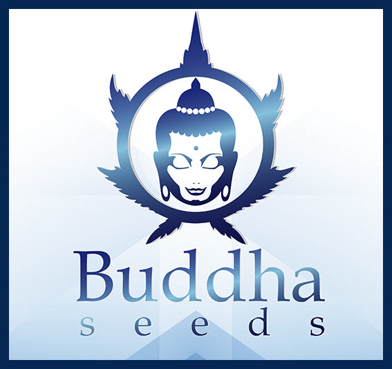 Buddha Seeds