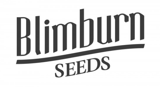 BlimBurn Seeds