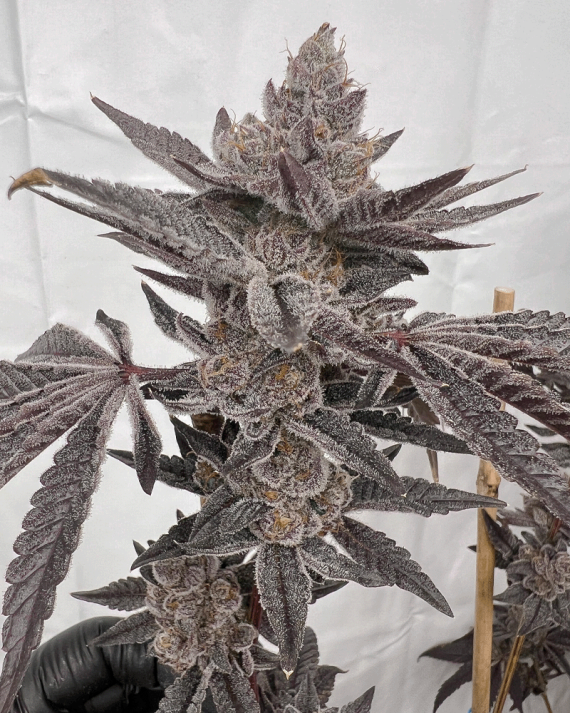 Solfire Gardens, Mad Dog, Feminisiert, 6 Stk