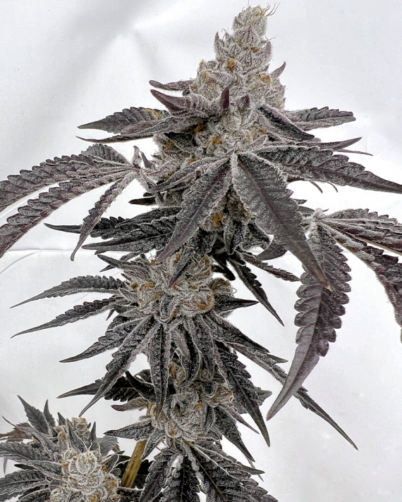 Solfire Gardens, Ice Cold, Feminisiert, 6 Stk