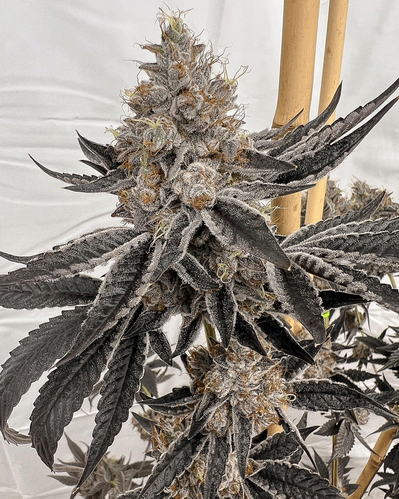 Solfire Gardens, Block Monster, Feminisiert, 6 Stk