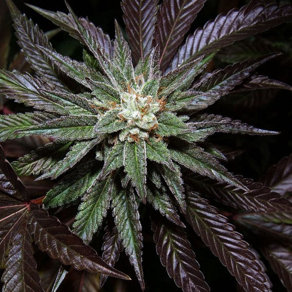 DNA Genetics LA Confidential Feminisiert