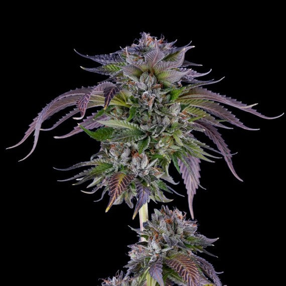 DNA Genetics LA Confidential Feminisiert