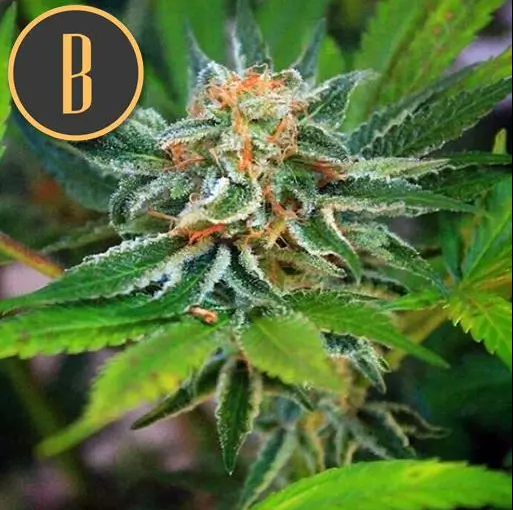 Blimburn Seeds Green Crack feminisiert