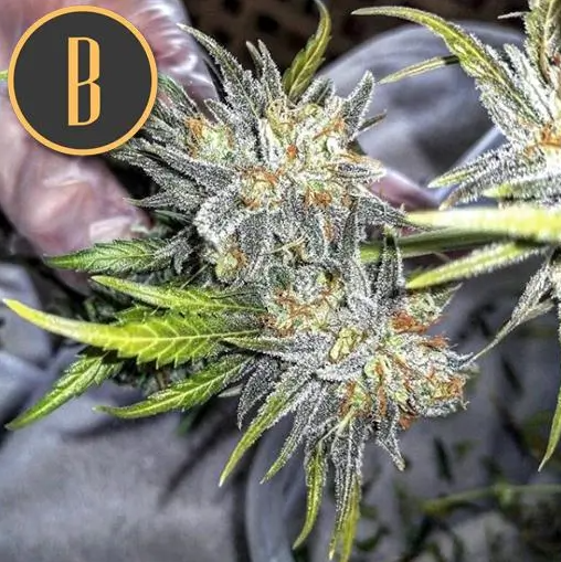 Blimburn Seeds Green Crack feminisiert