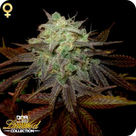 DNA Genetics Limited Edition Purple LA Feminisiert