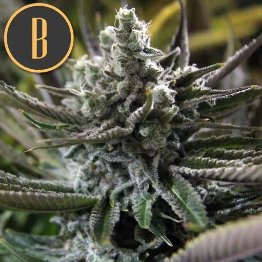 Blimburn Seeds Grandaddy Purple feminisiert