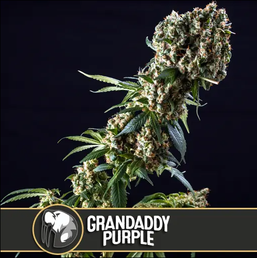 Blimburn Seeds Grandaddy Purple feminisiert