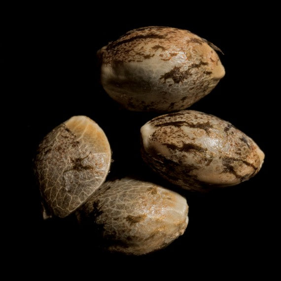 DNA Genetics Sour Kush Feminisiert