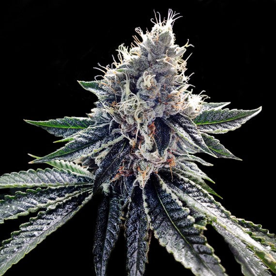 DNA Genetics Sour Kosher Feminisiert